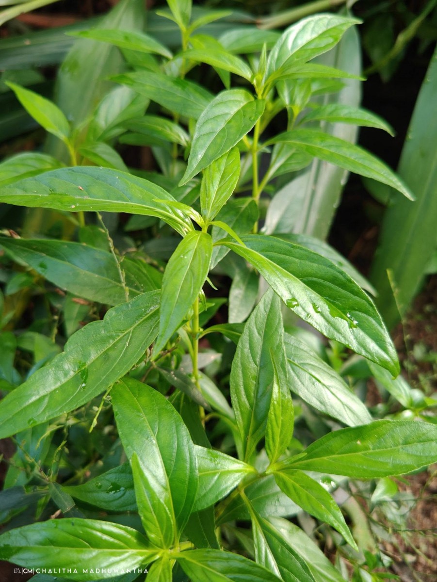 Andrographis paniculata (Burm.f.) Nees